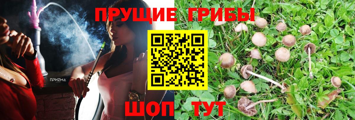 Псилоцибиновые грибы мицелий Дубна
